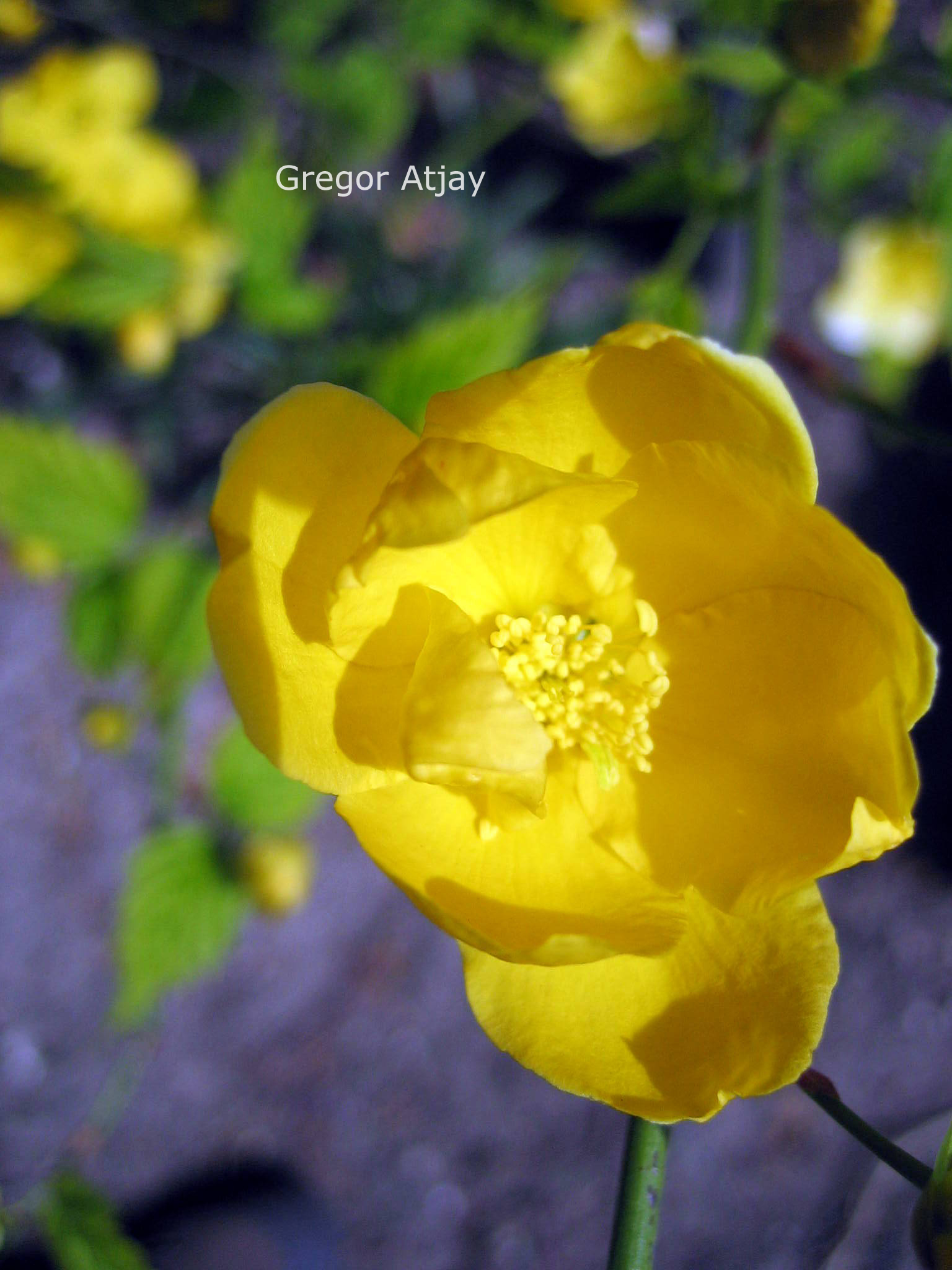 Kerria japonica 'Golden Guinea'