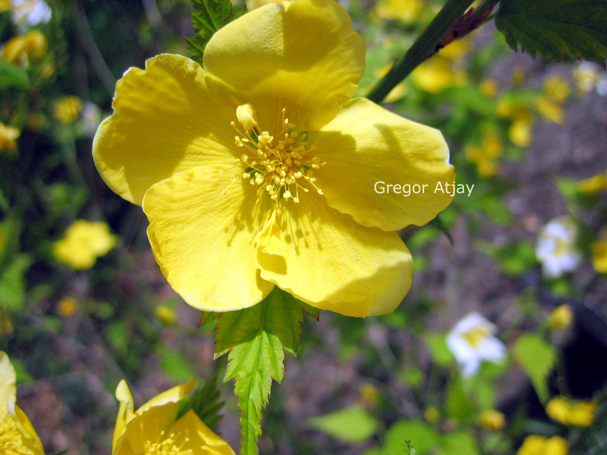 Kerria japonica 'Golden Guinea'