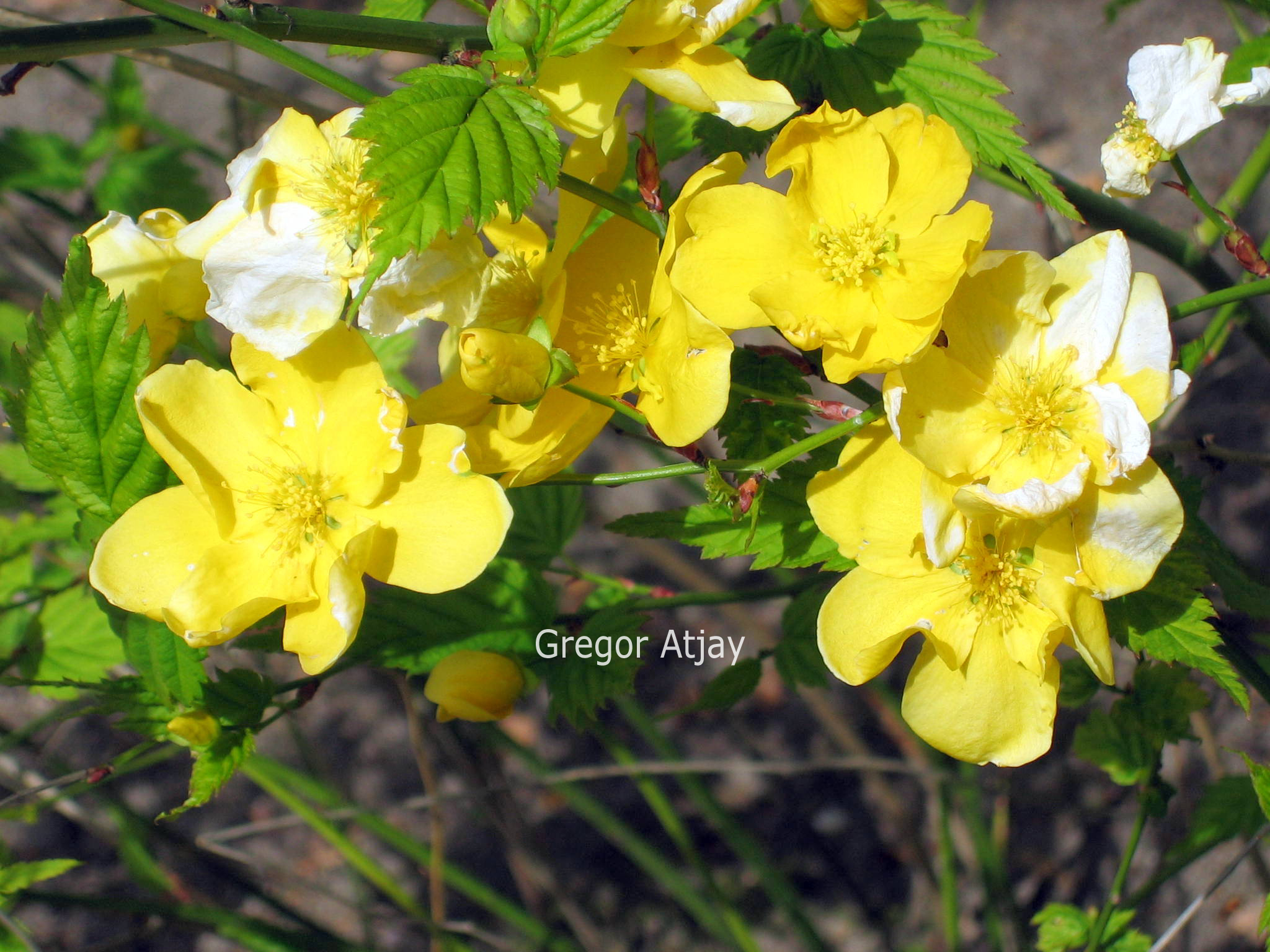 Kerria japonica 'Golden Guinea'