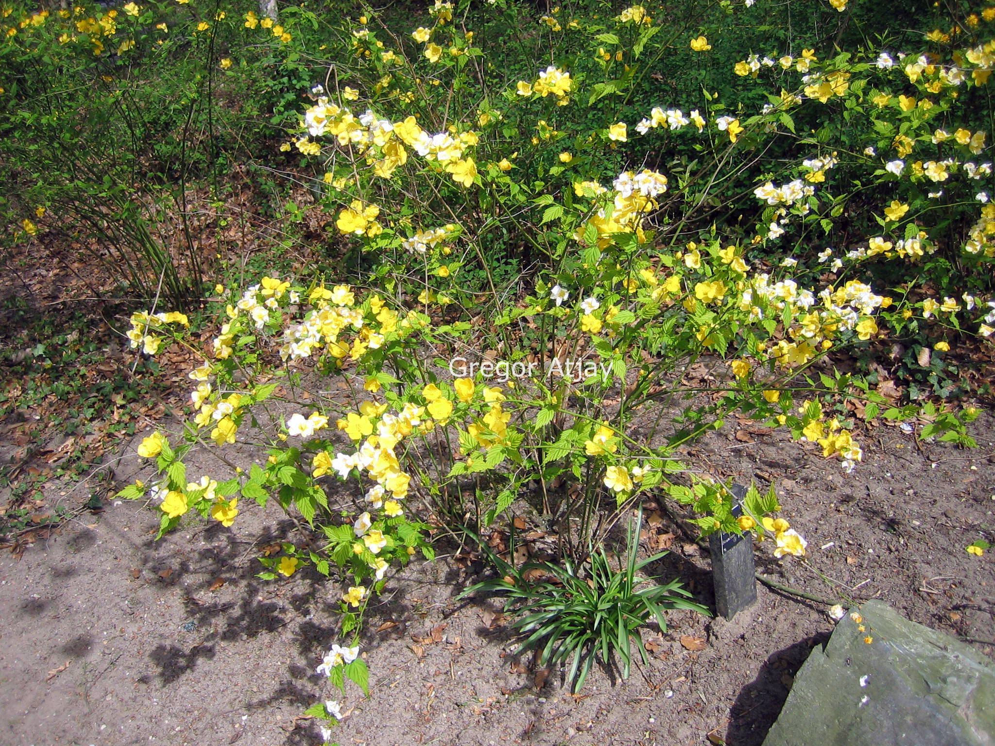Kerria japonica 'Golden Guinea'