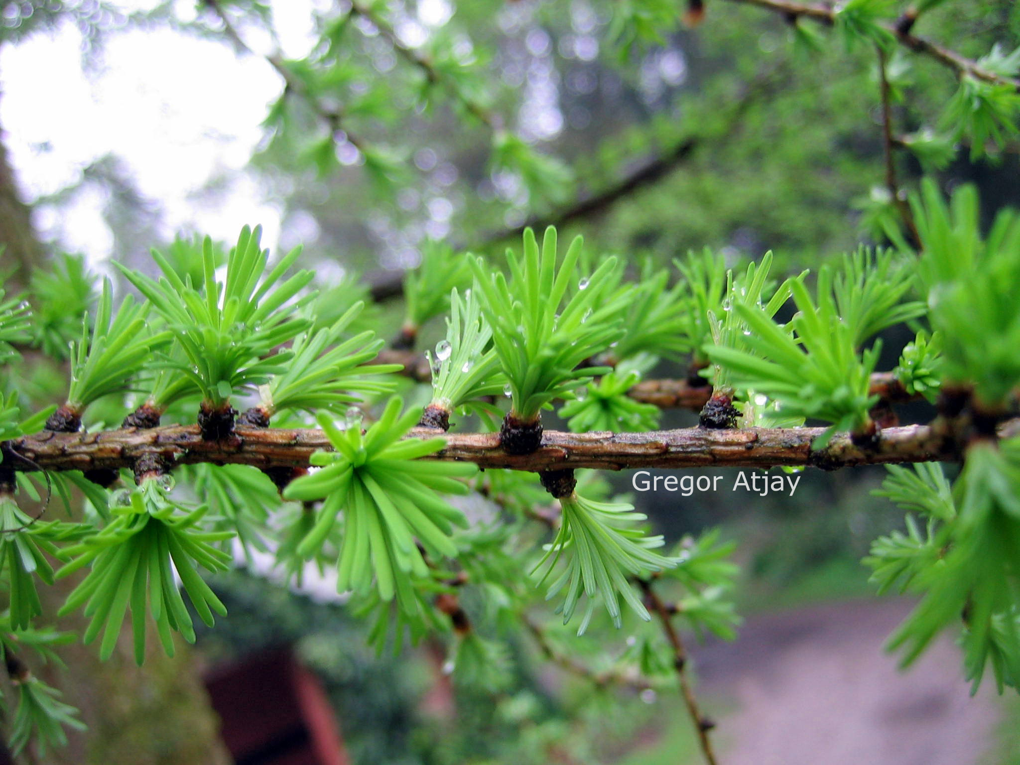 Larix gmelinii
