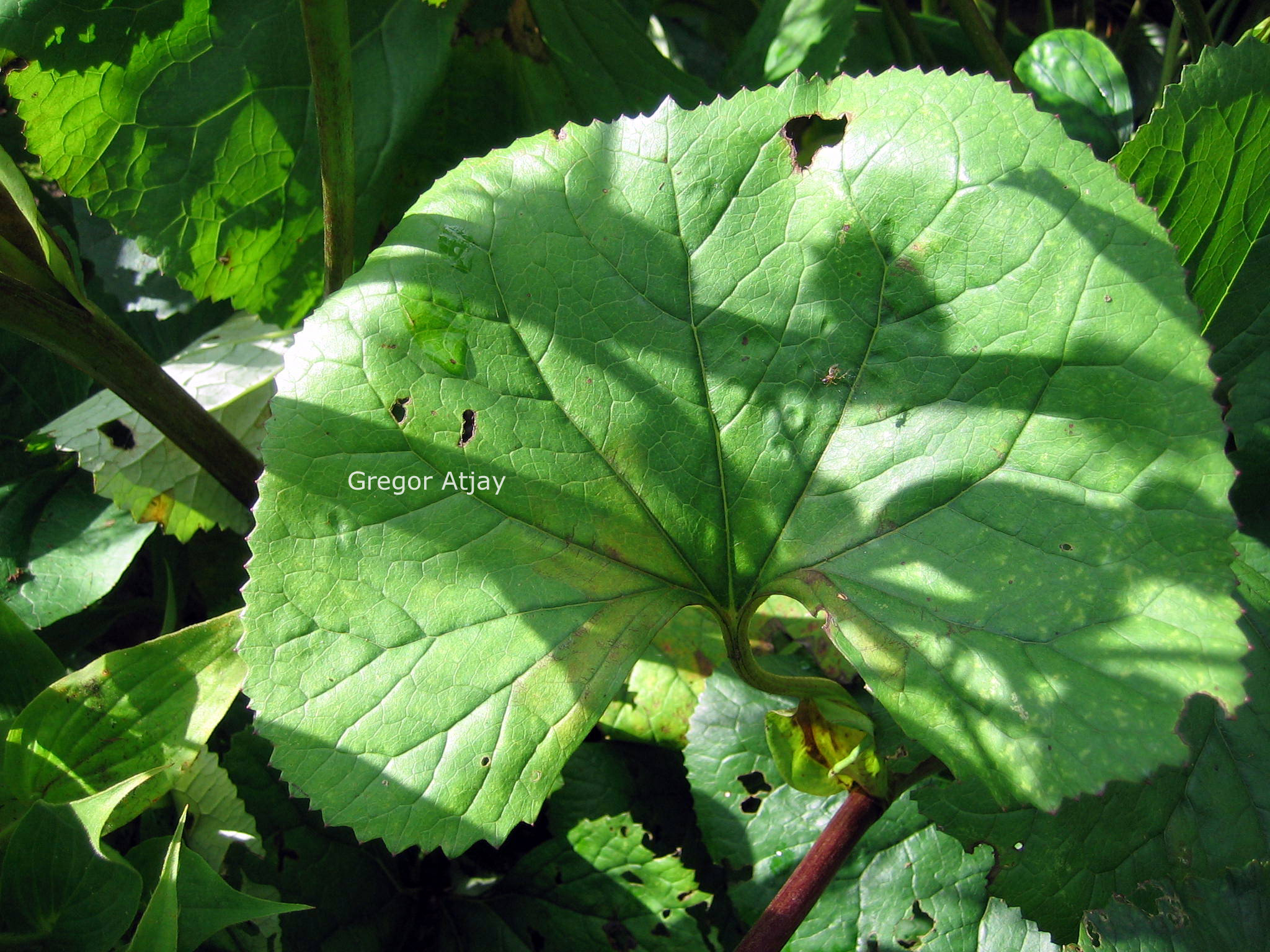 Ligularia dentata 'Othello'