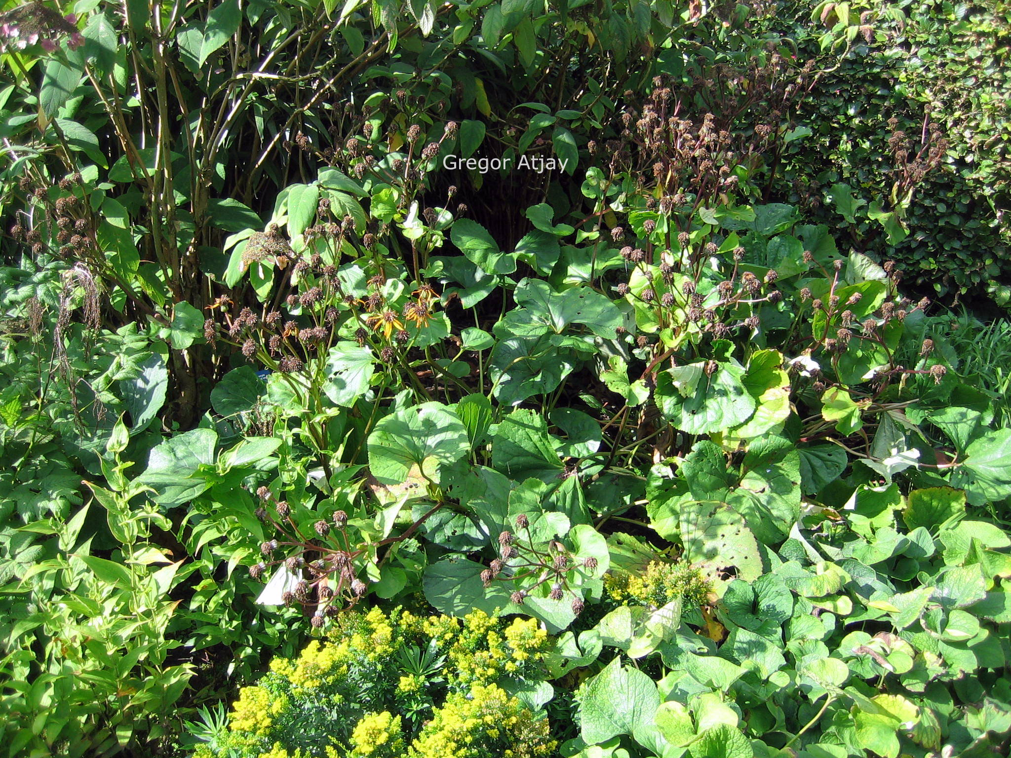 Ligularia dentata 'Othello'