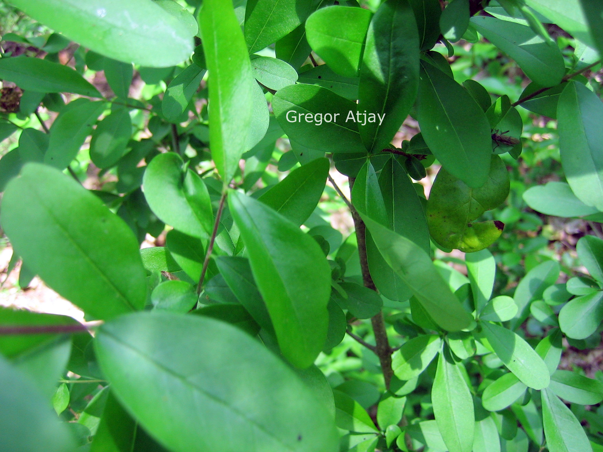 Ligustrum amurense