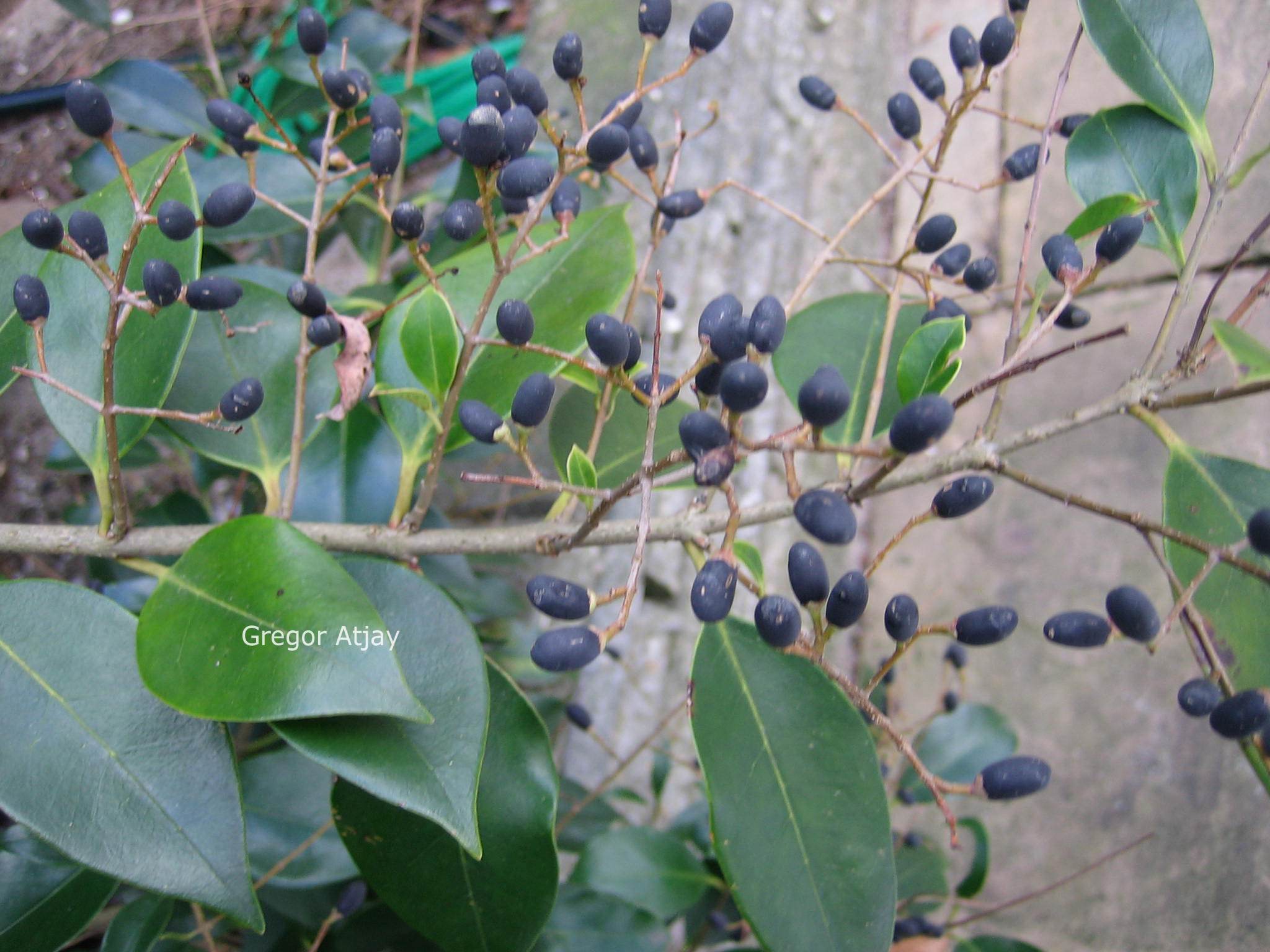 Ligustrum lucidum