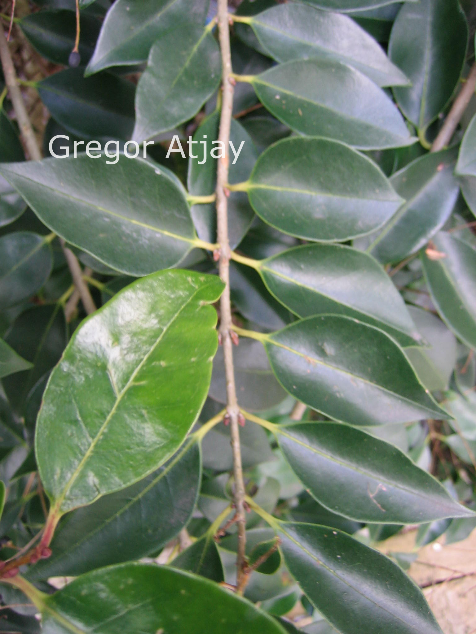 Ligustrum lucidum