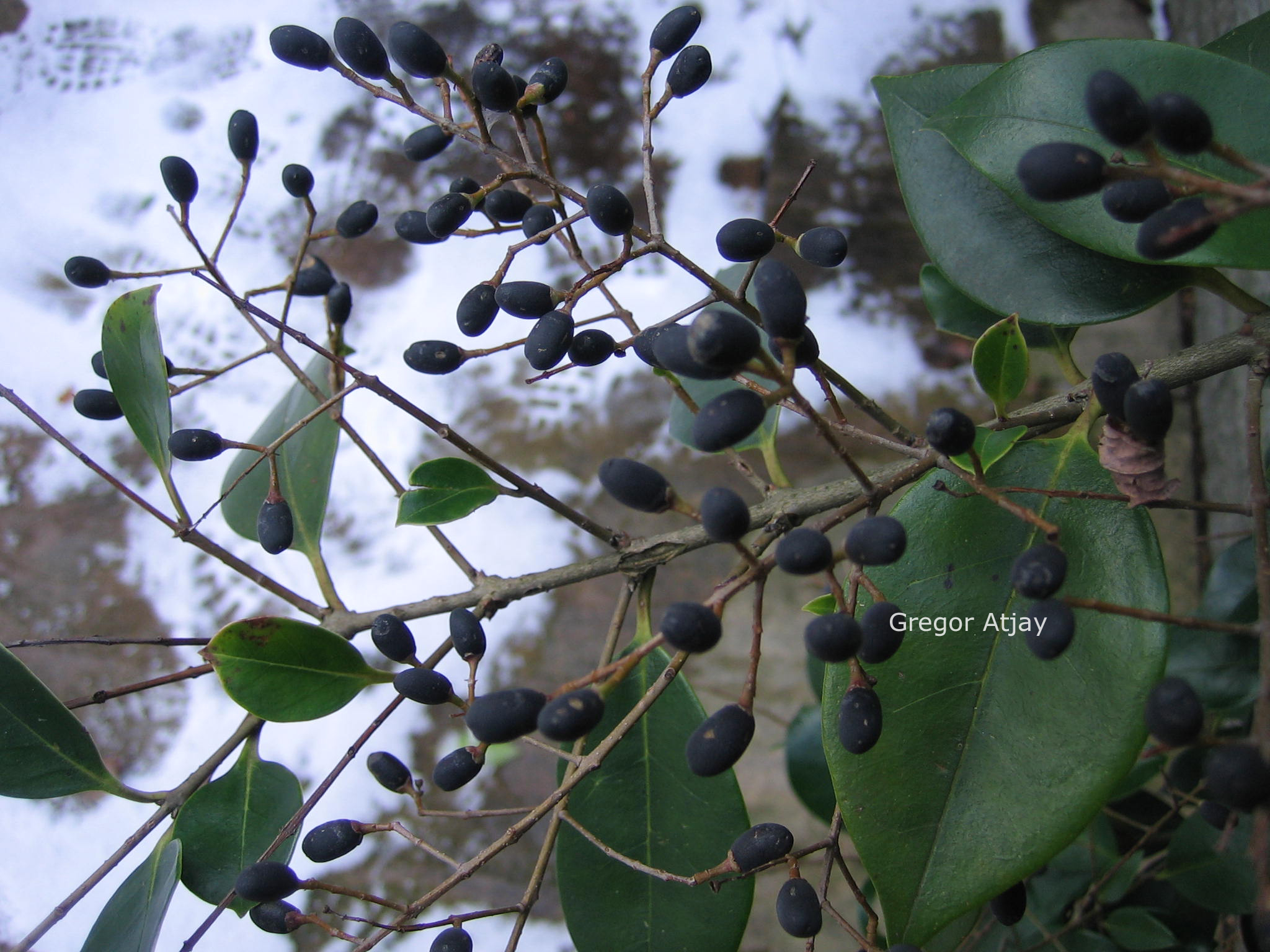 Ligustrum lucidum