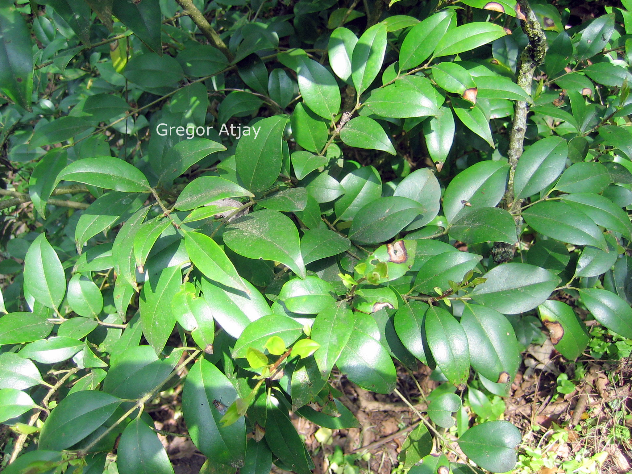 Ligustrum lucidum