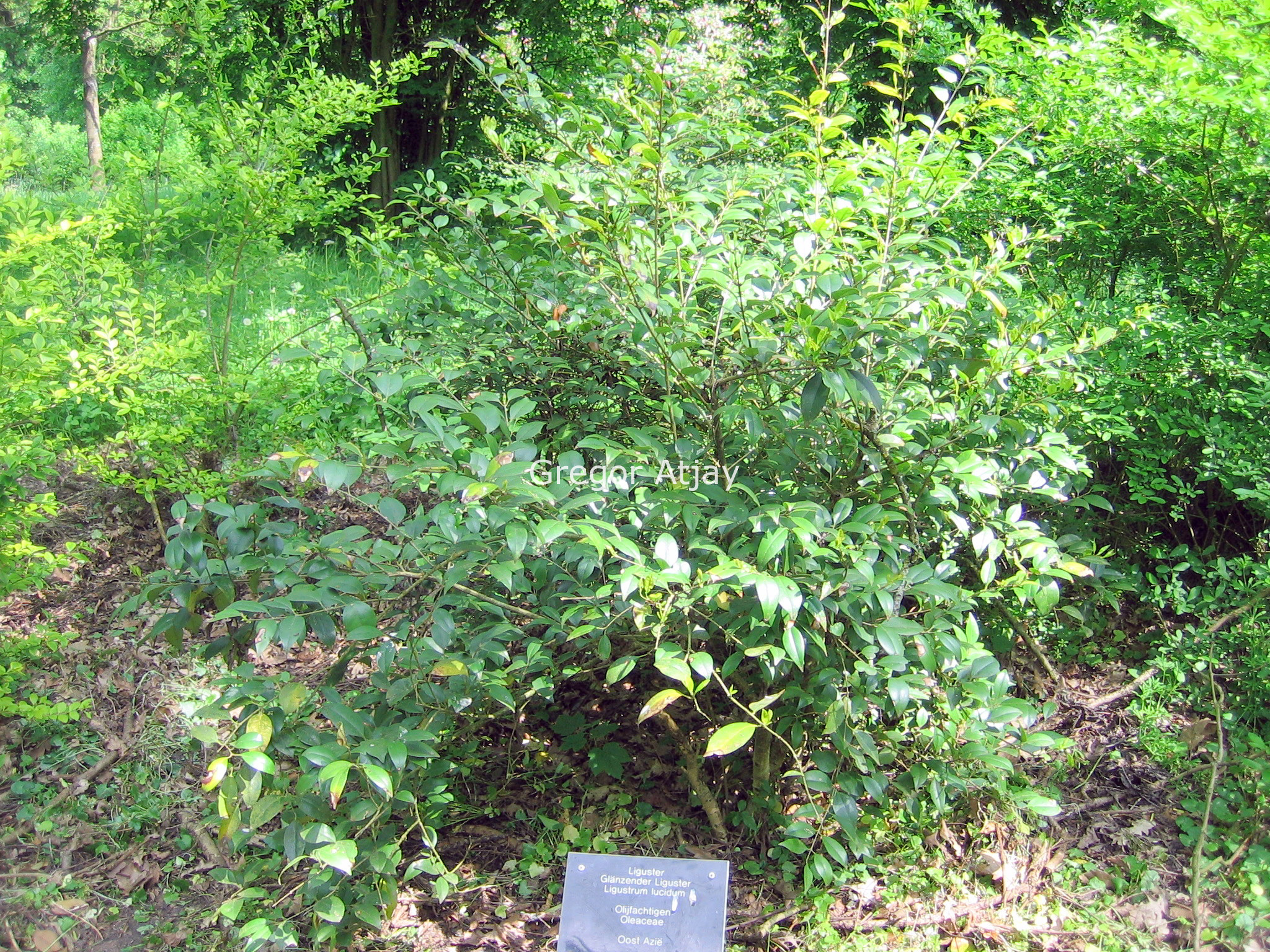 Ligustrum lucidum