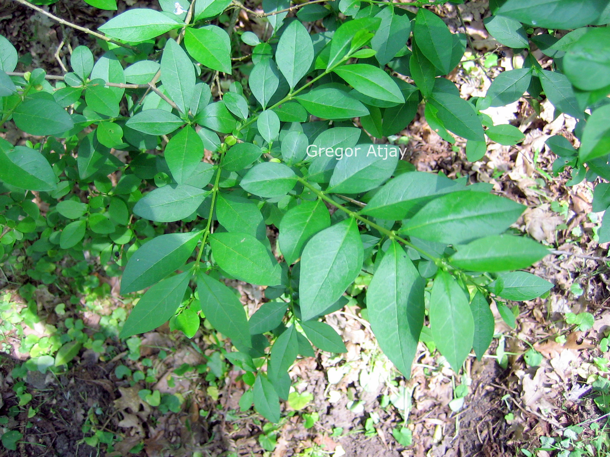 Ligustrum obtusifolium regelianum