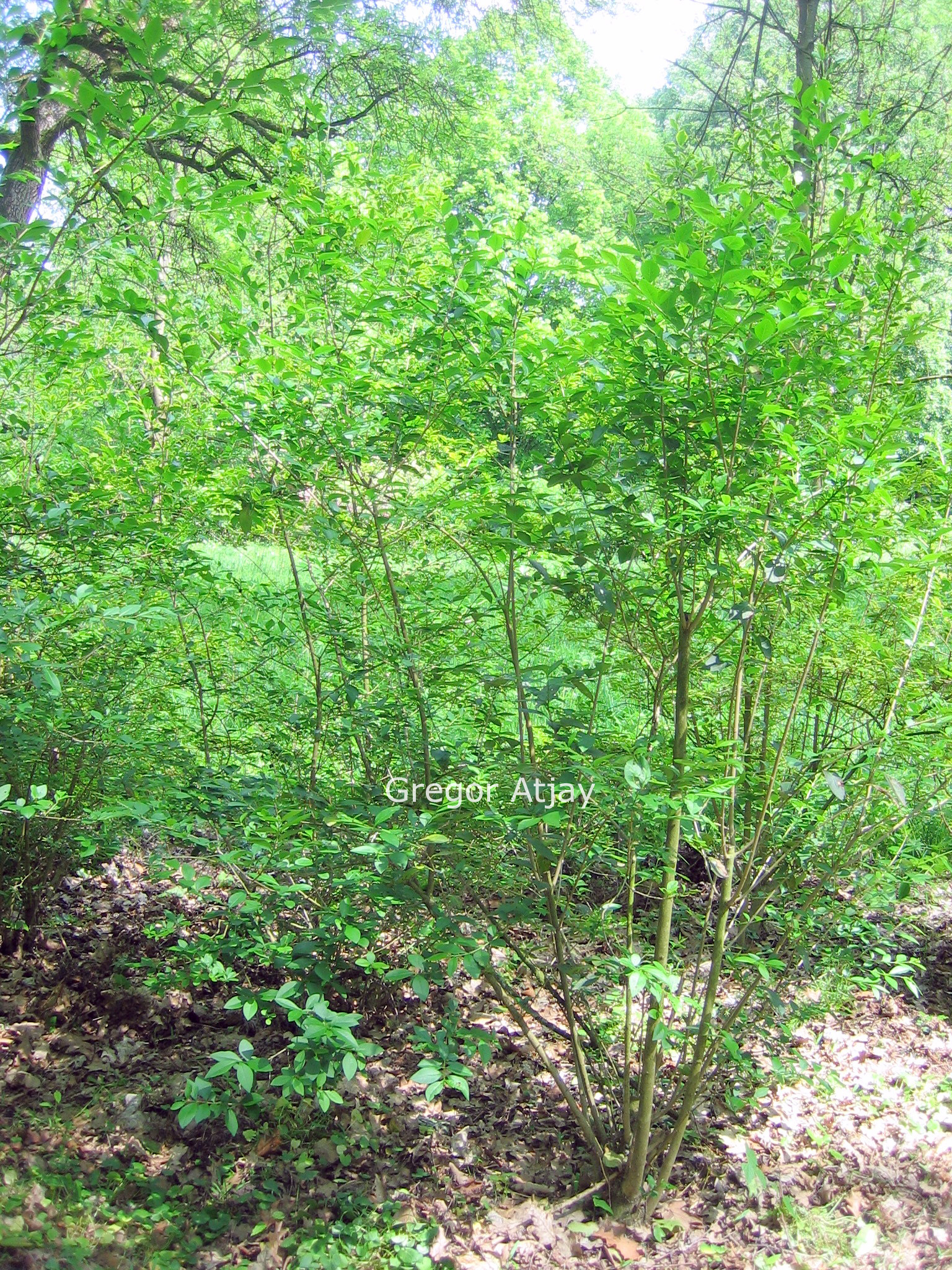 Ligustrum obtusifolium regelianum