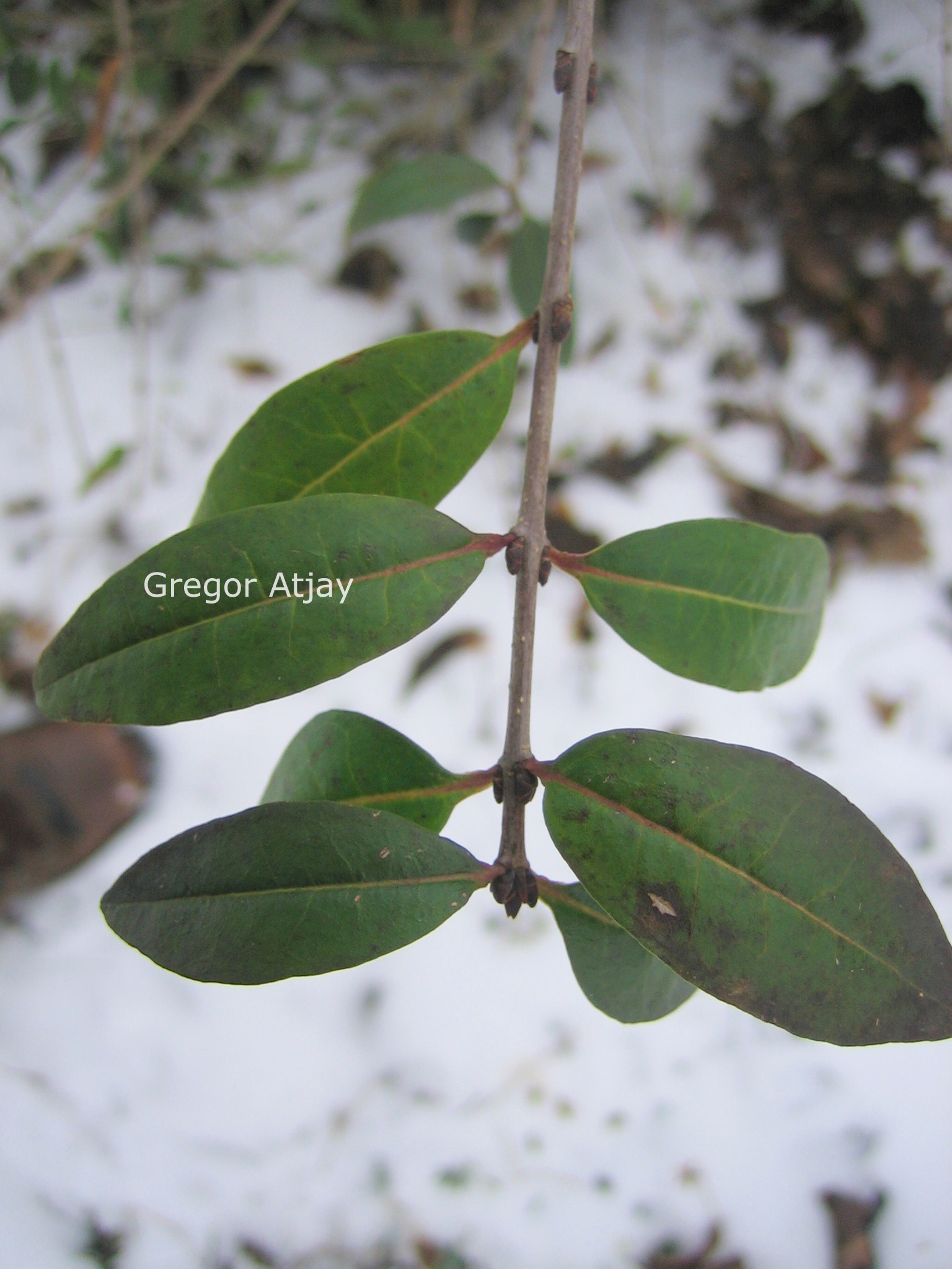 Ligustrum vulgare 'Lodense'