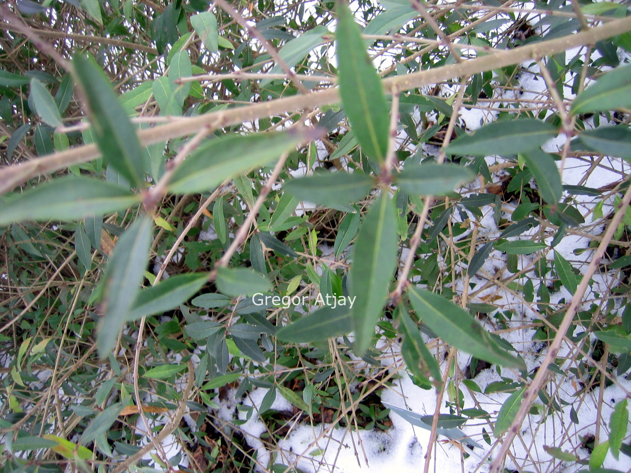 Ligustrum vulgare 'Lodense'