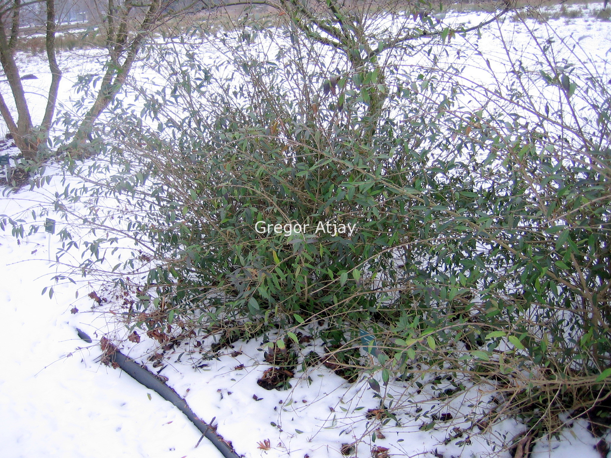 Ligustrum vulgare 'Lodense'