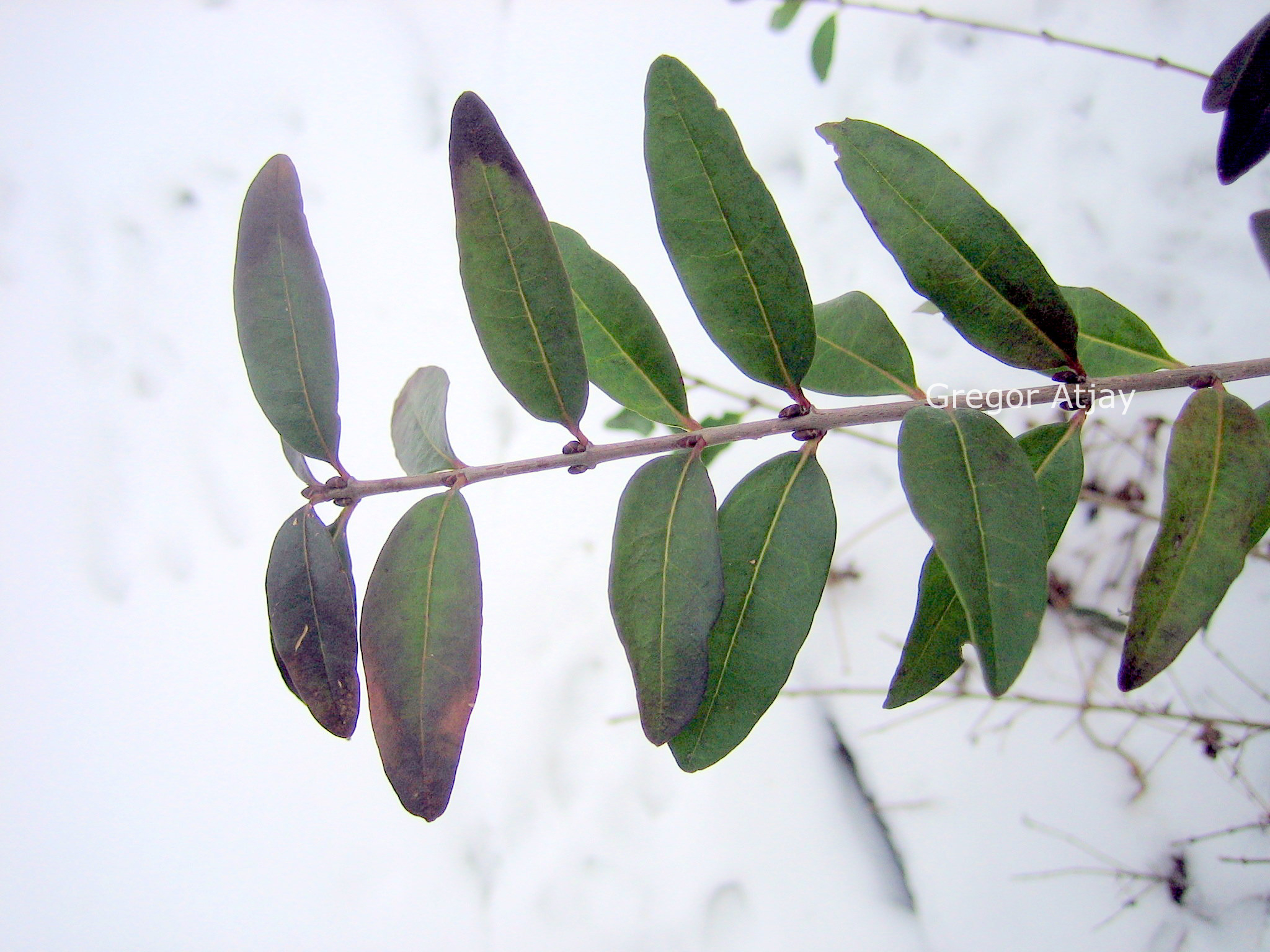 Ligustrum vulgare 'Lodense'