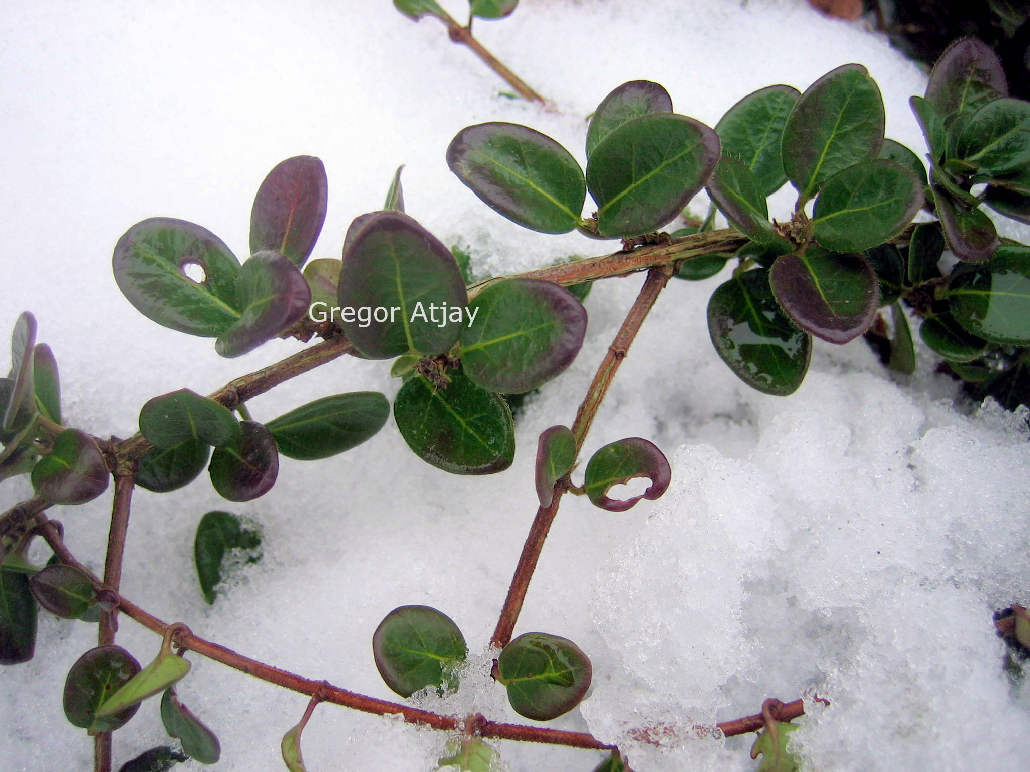 Lonicera crassifolia 'Little Honey'