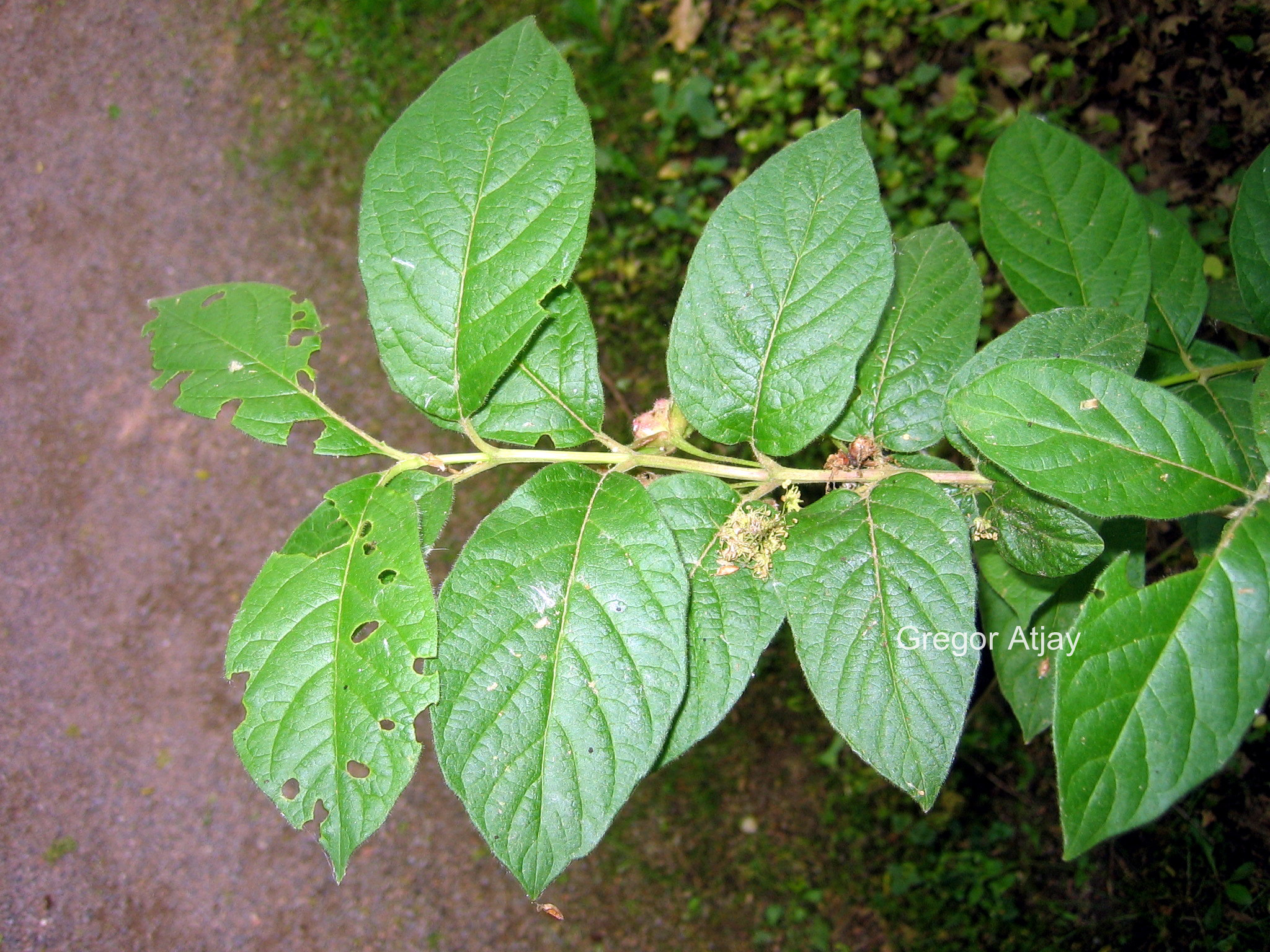 Lonicera korolkowii