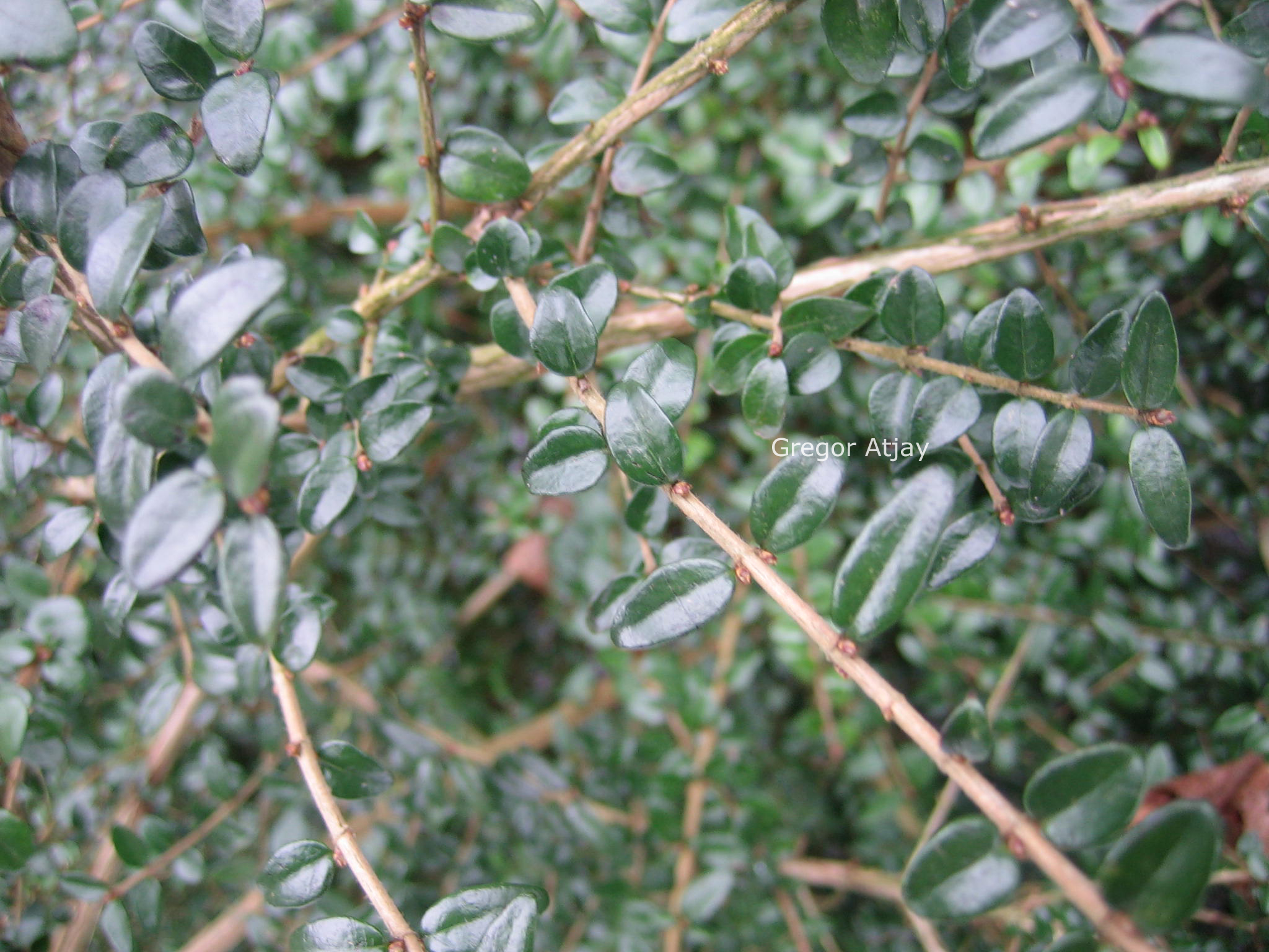 Lonicera nitida