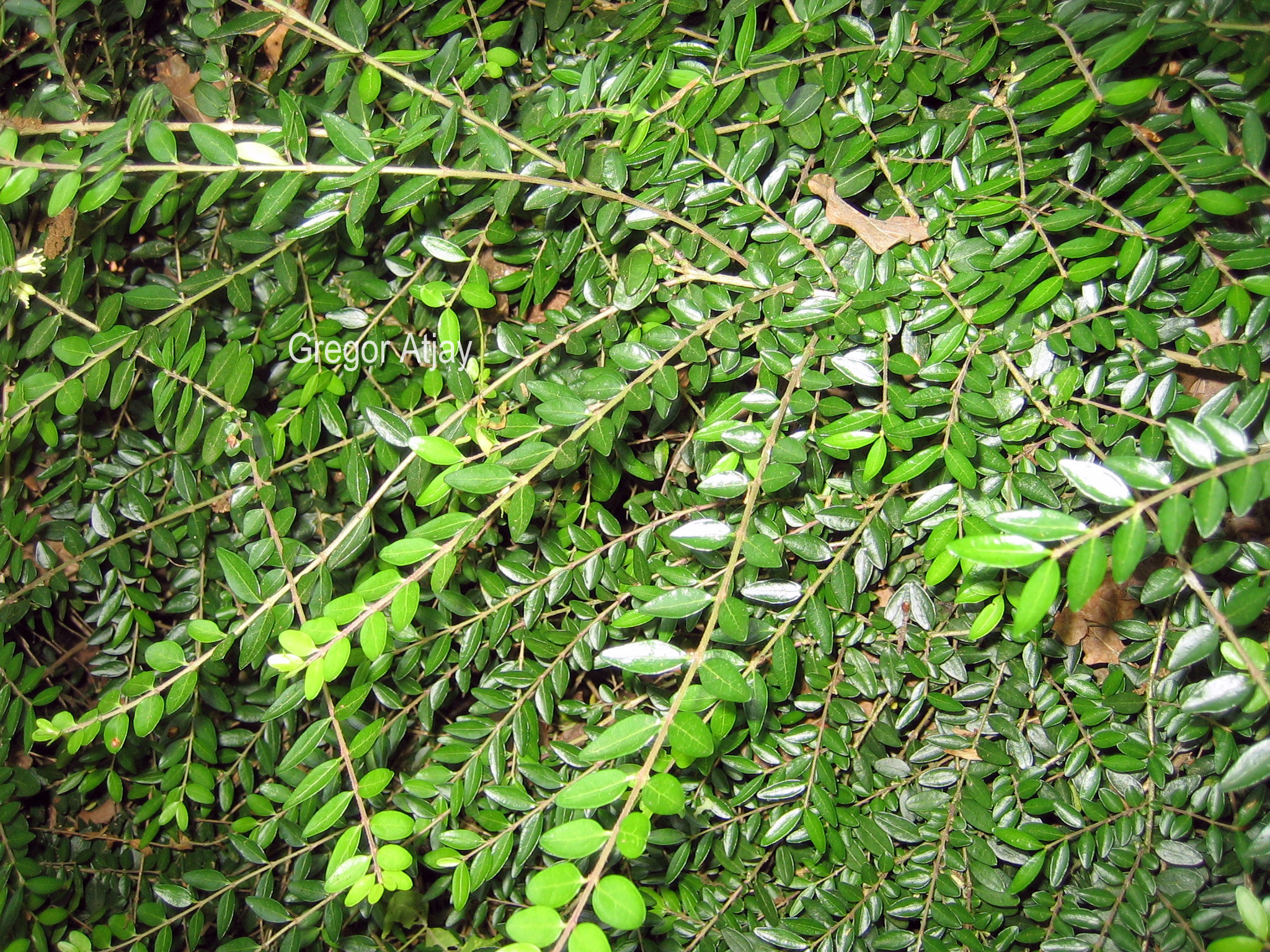 Lonicera nitida 'Hohenheimer Findling'