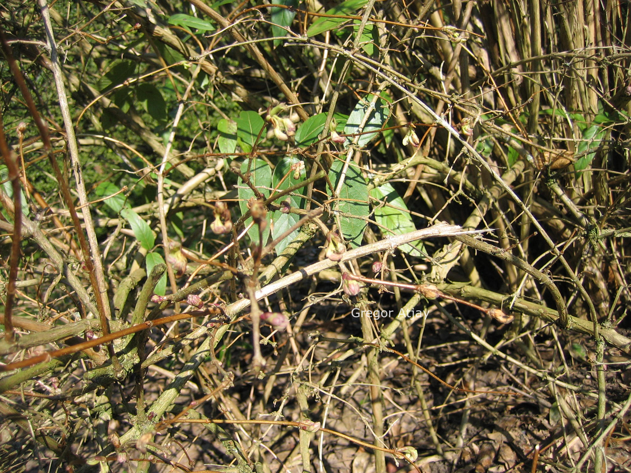 Lonicera standishii