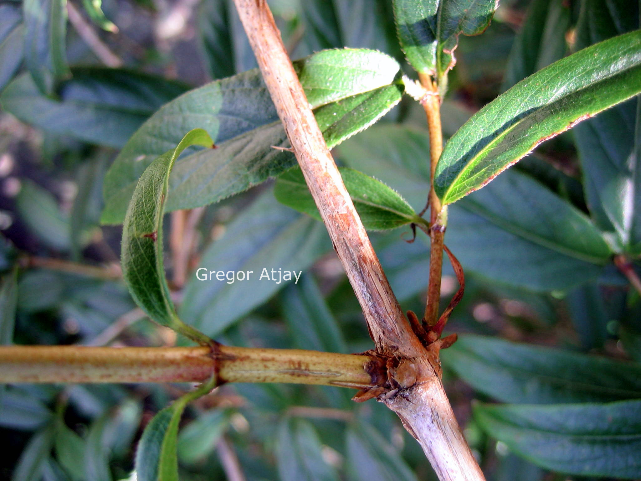 Lonicera standishii