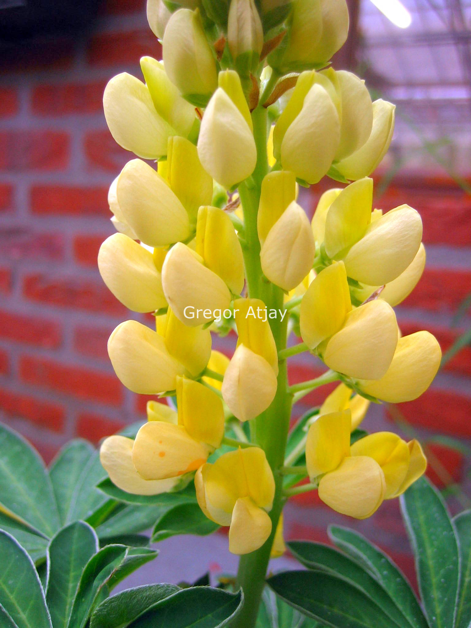 Lupinus 'Gallery Yellow'