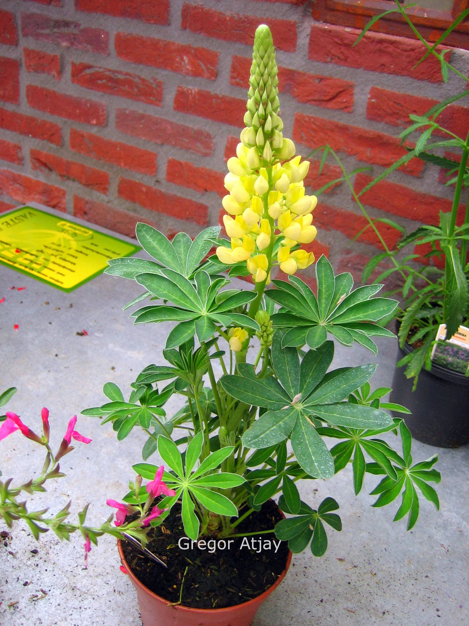 Lupinus 'Gallery Yellow'