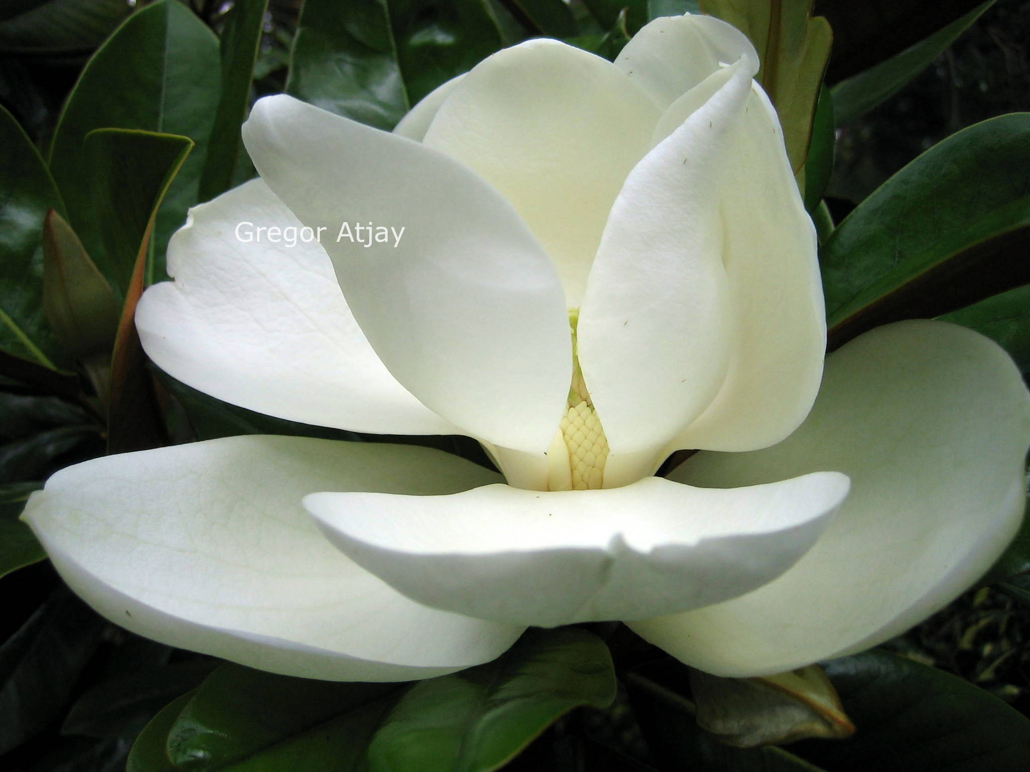 Magnolia grandiflora 'Victoria'