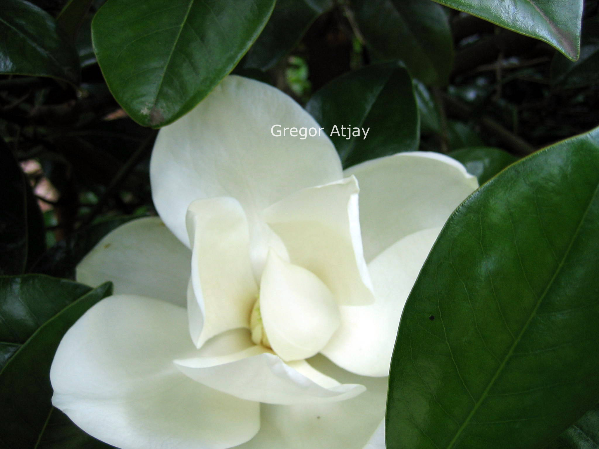 Magnolia grandiflora 'Victoria'