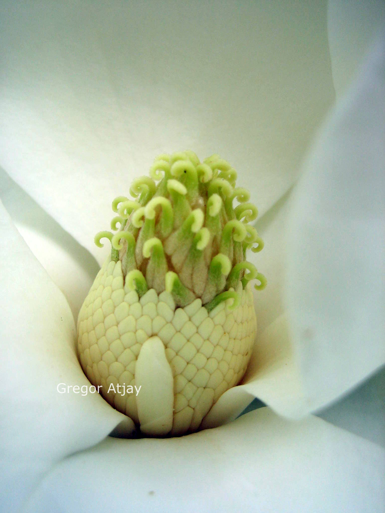 Magnolia grandiflora 'Victoria'