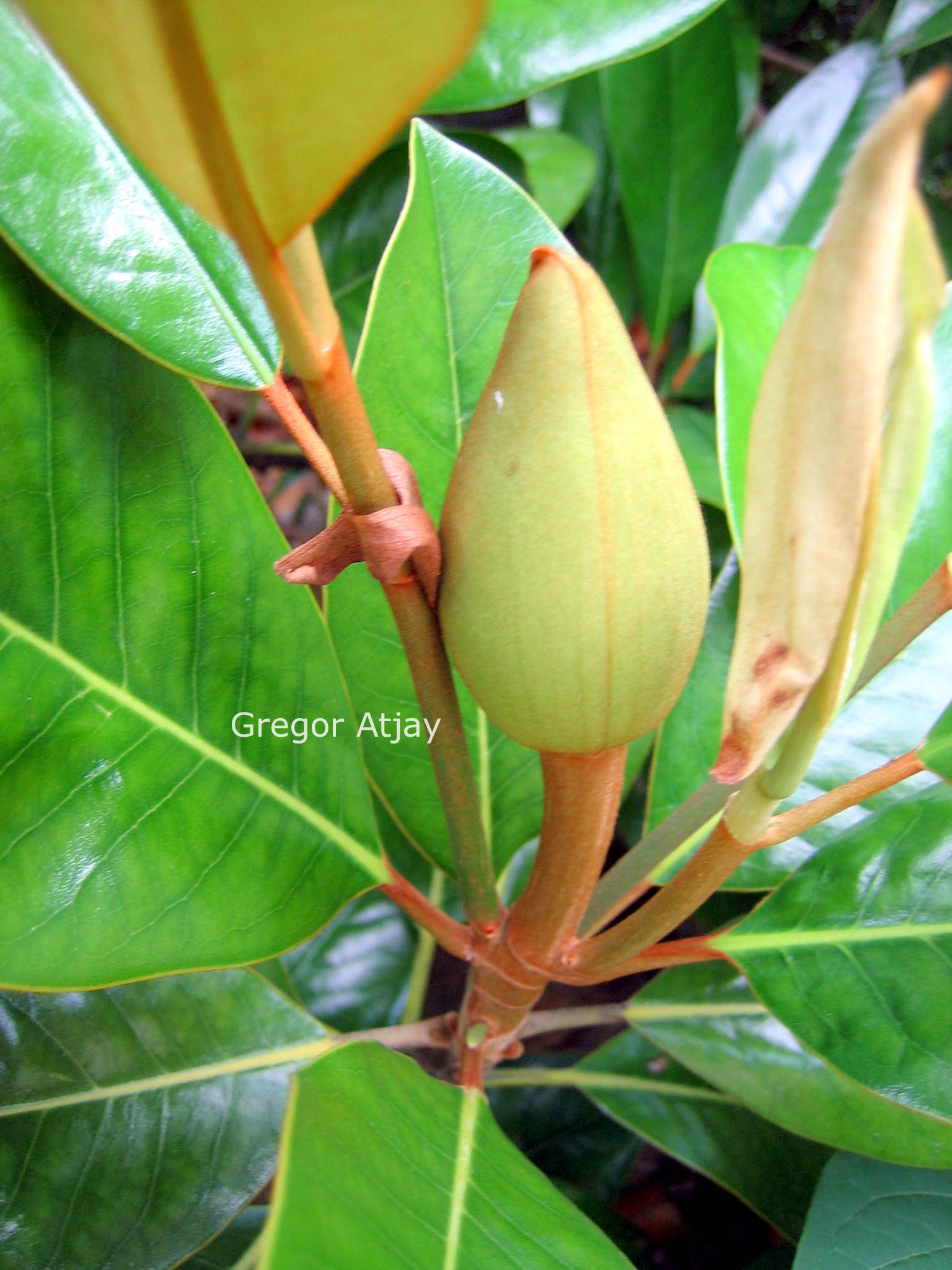 Magnolia grandiflora 'Victoria'