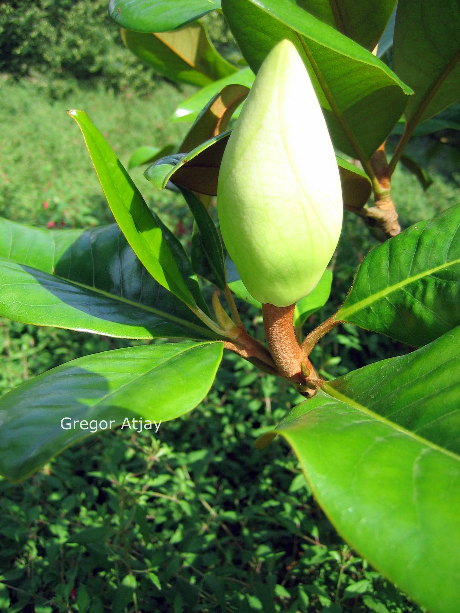 Magnolia grandiflora 'Victoria'