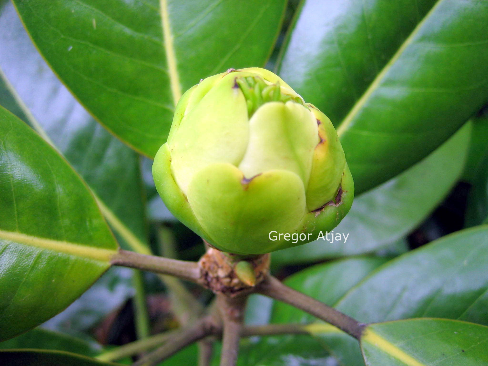 Magnolia grandiflora 'Victoria'