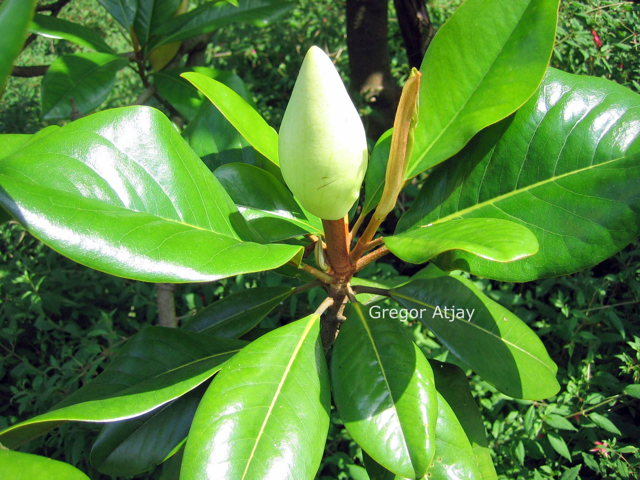 Magnolia grandiflora 'Victoria'