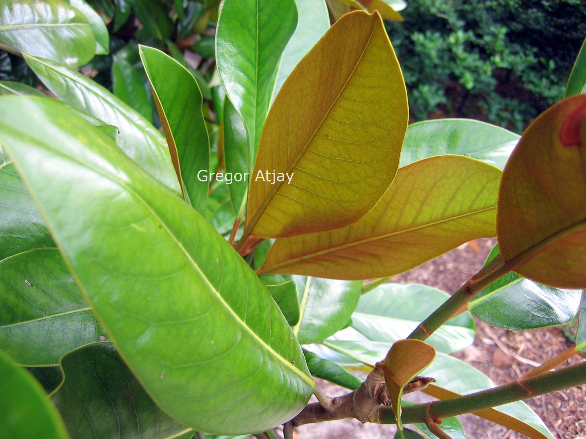 Magnolia grandiflora 'Victoria'