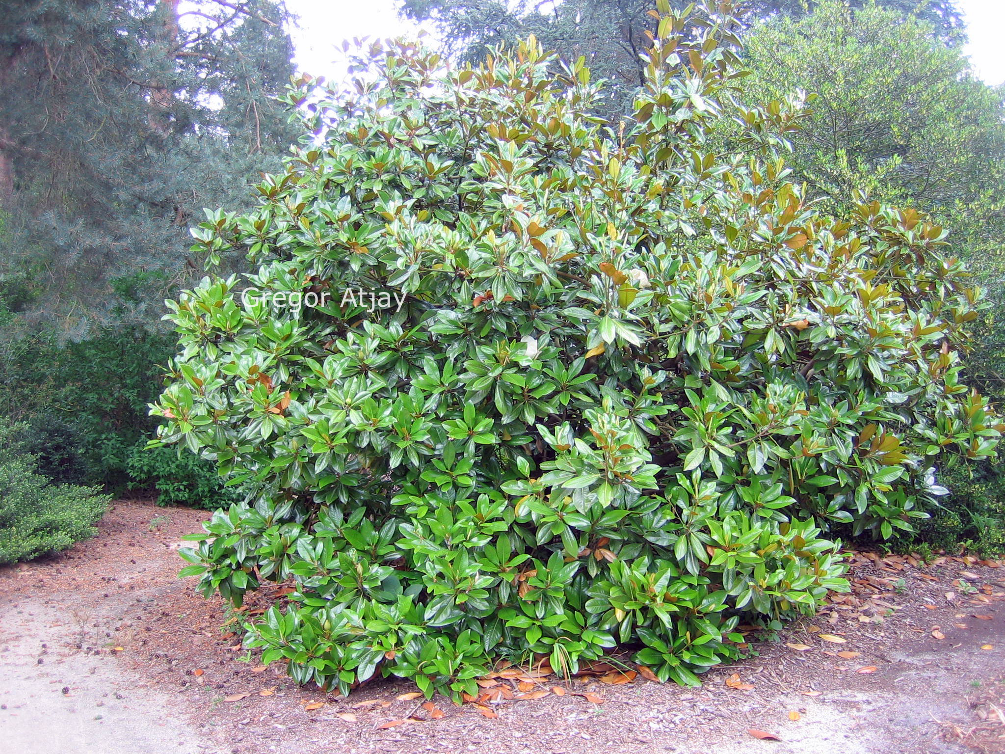 Magnolia grandiflora 'Victoria'