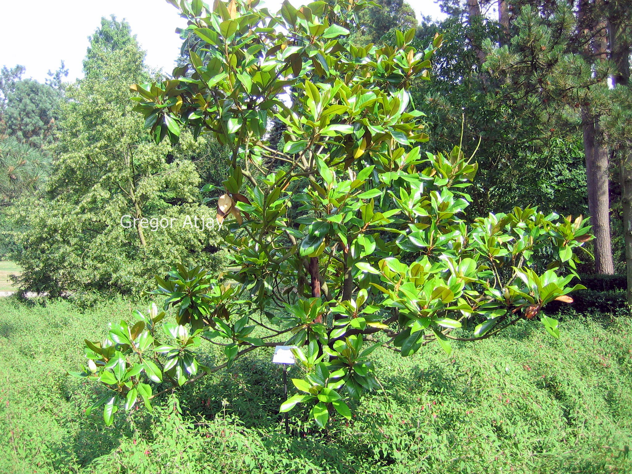 Magnolia grandiflora 'Victoria'