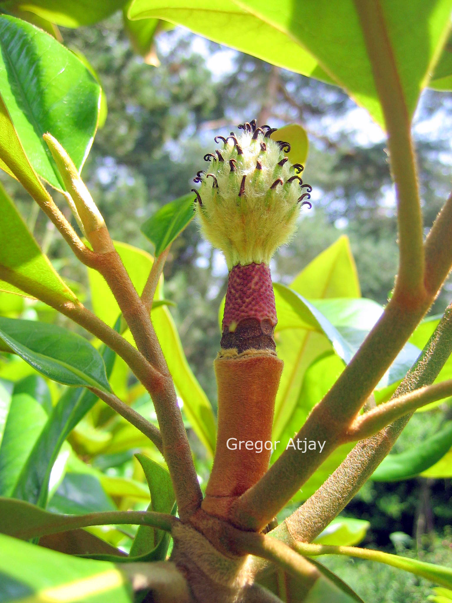 Magnolia grandiflora 'Victoria'