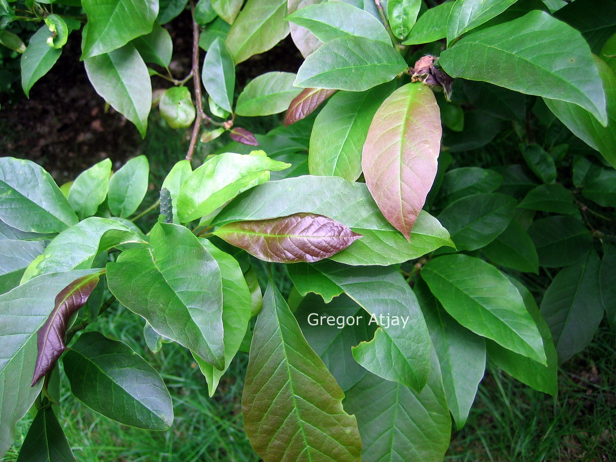 Magnolia salicifolia 'Concolor'