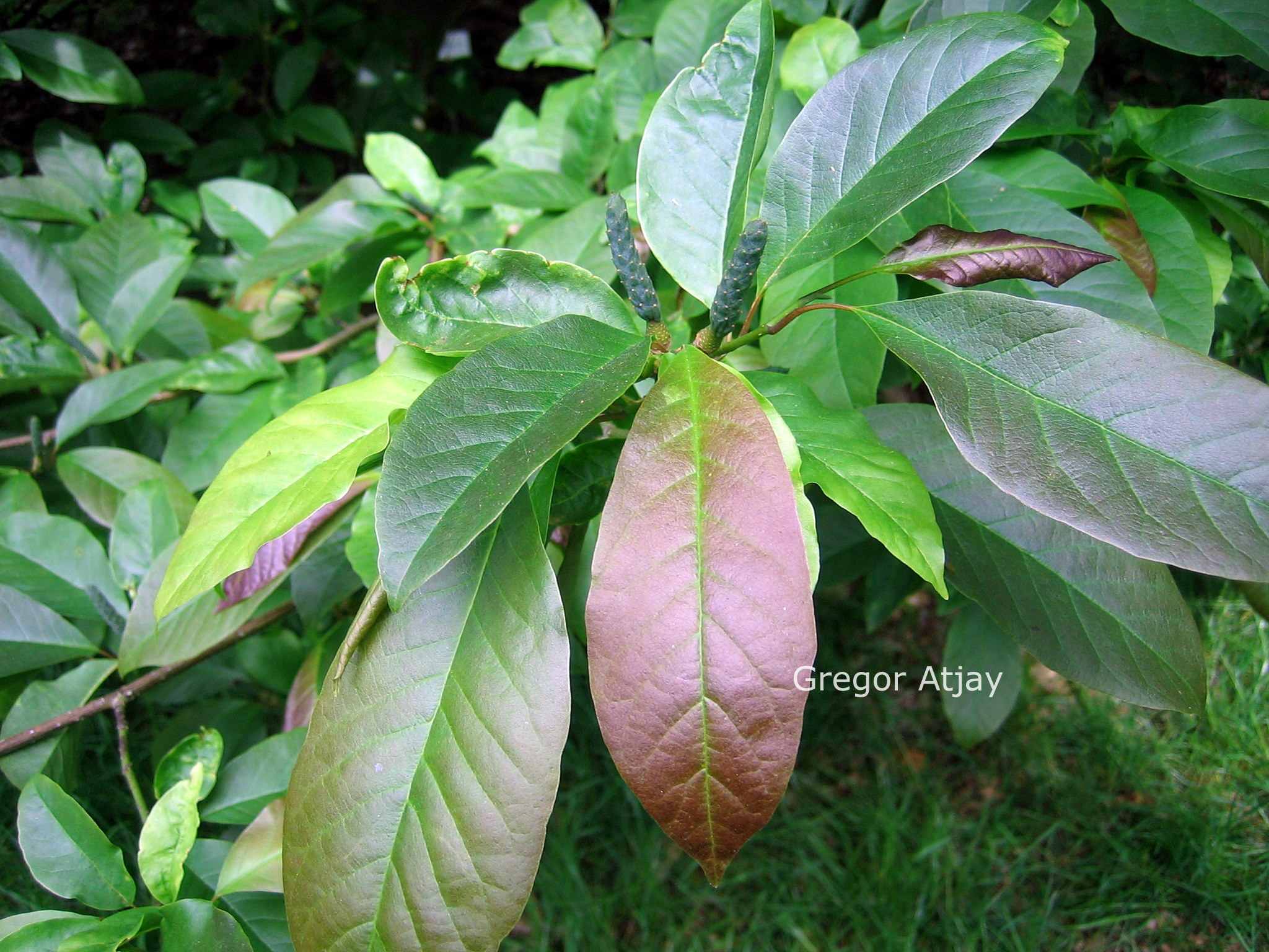 Magnolia salicifolia 'Concolor'