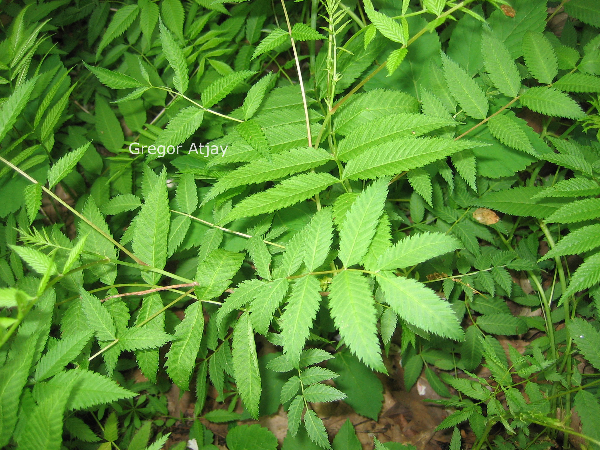 Neillia sinensis
