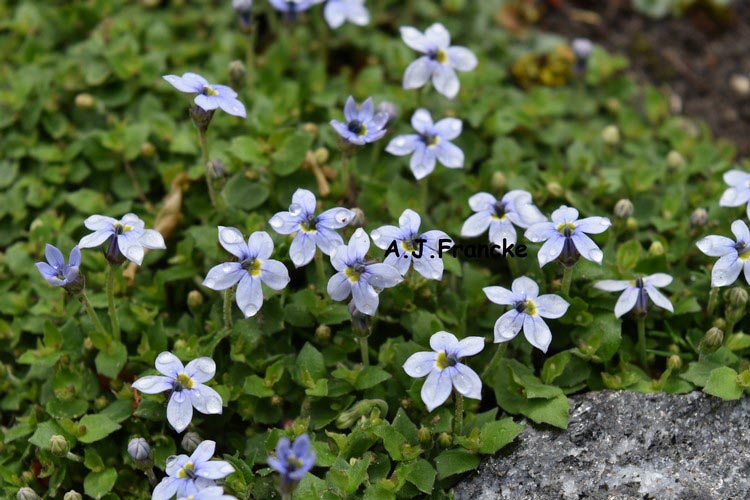 Isotoma fluviatilis