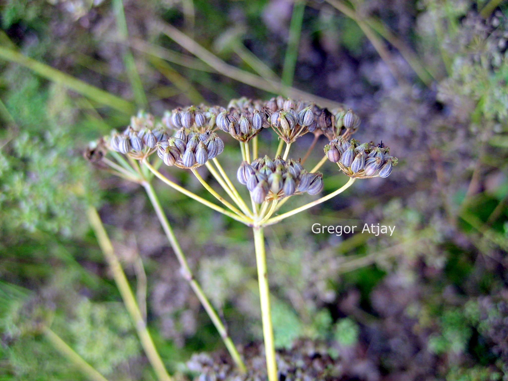 Petroselinum crispum