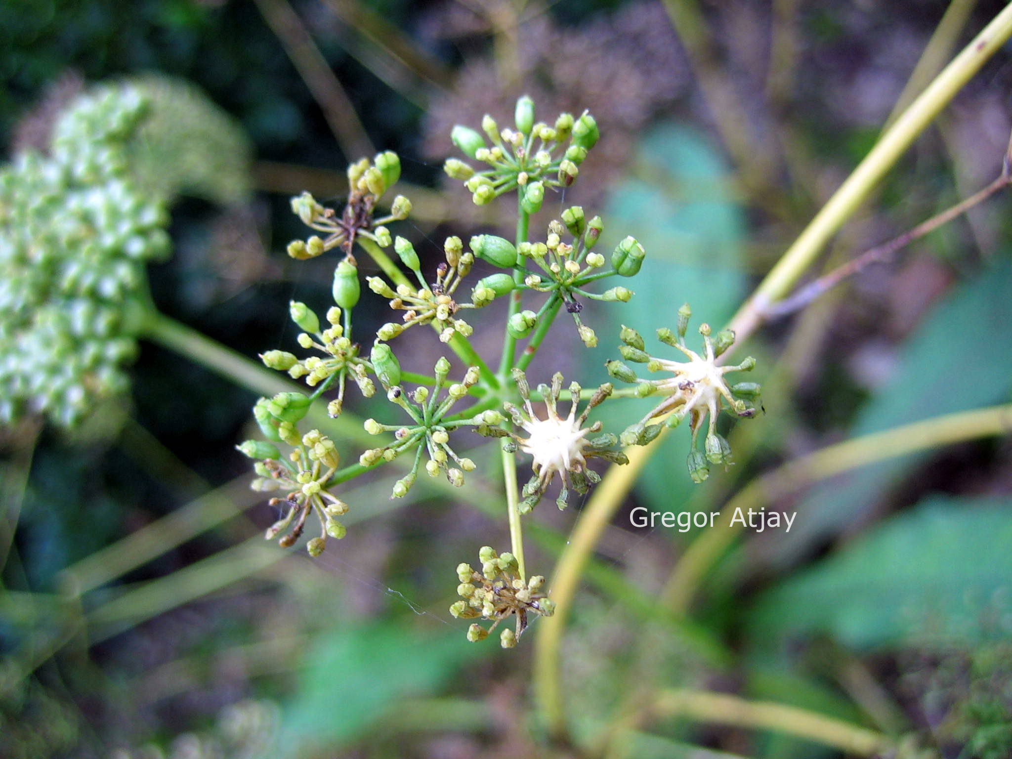 Petroselinum crispum