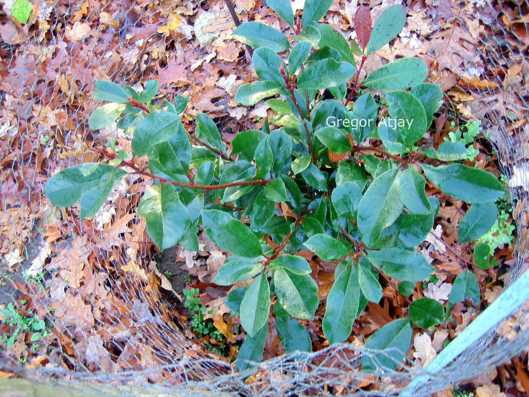 Photinia fraseri 'Little Red Robin'