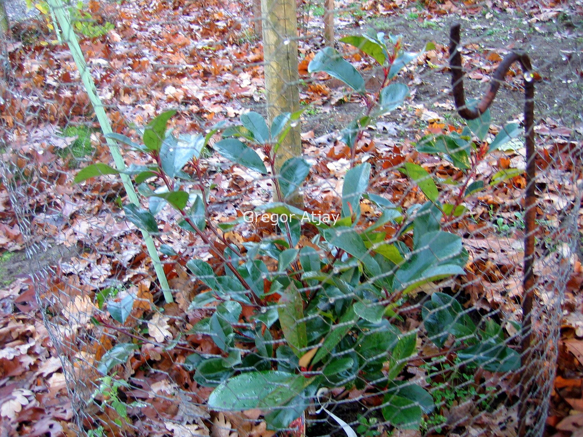 Photinia fraseri 'Little Red Robin'