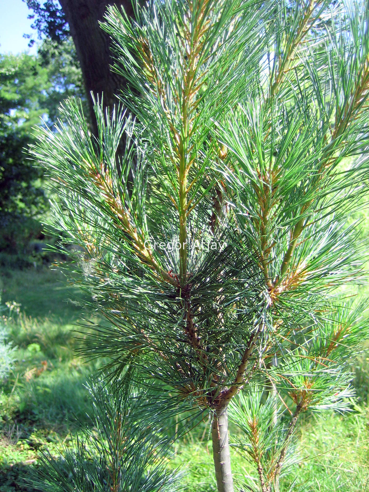 Pinus strobus 'Stowe Pillar'