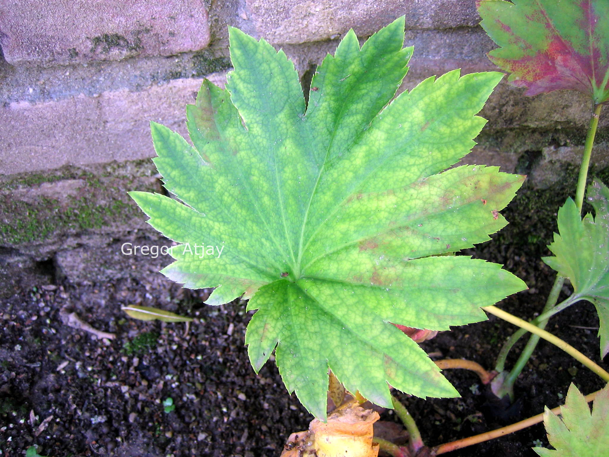 Podophyllum hexandrum