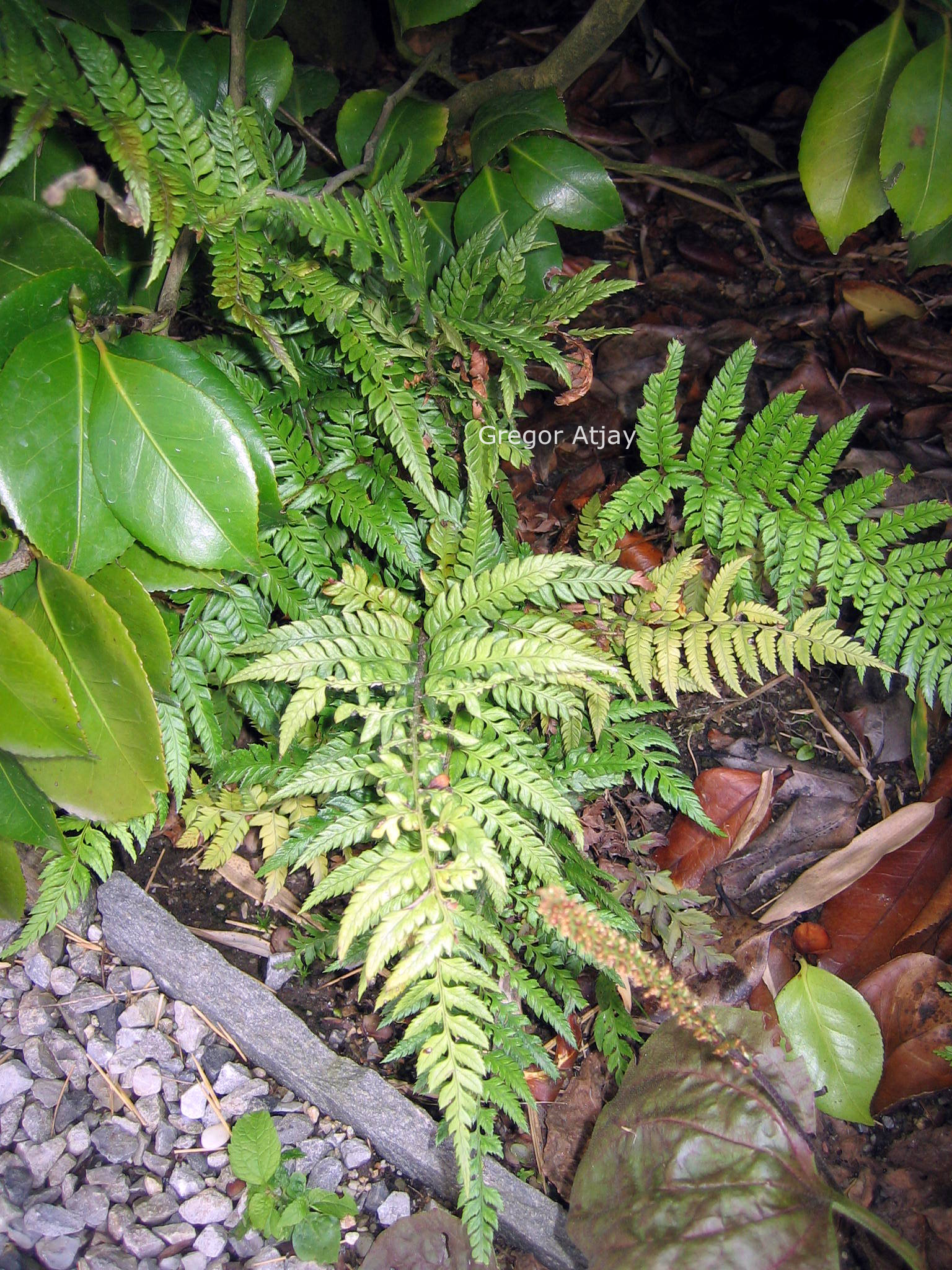 Polystichum rigens