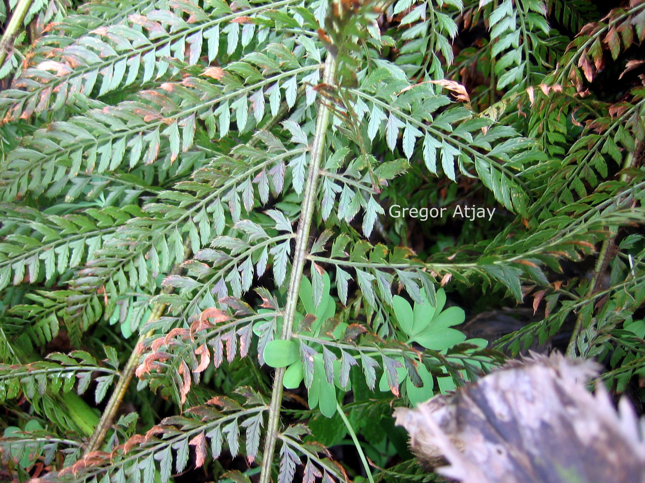 Polystichum setiferum 'Pulcherrimum Bevis'